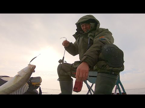 Видео: ЗИМНЯЯ РЫБАЛКА на СУДАКА на спиннинг . ВСЁ таки я их нашёл.