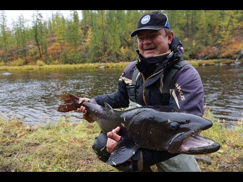 Видео: За монстром за полярный круг.