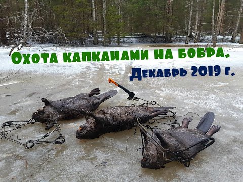 Видео: Охота капканами на бобра...  Декабрь 2019 года