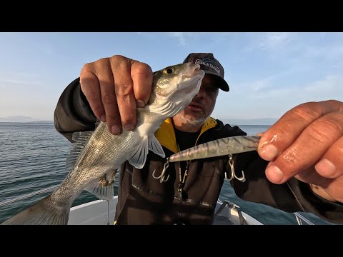 Видео: За ПРОКЛЕТИ пролетни ЛАВРАЦИ / Пролетни ХИЩНИЦИ по Йонийски - 21 част