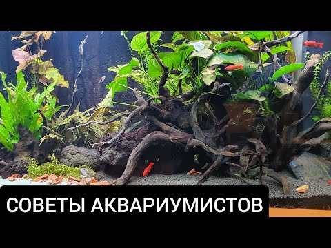 Видео: Советы аквариумистов.