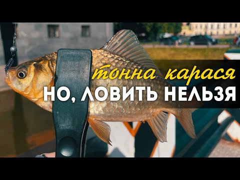 Видео: Карась в центре Питера. Охрана выгнала, но я успел поймать! Уличная рыбалка с приключениями