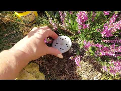 Видео: Як посадити верес. Посадка, догляд та розмноження вересів