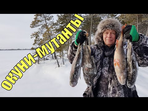 Видео: ТРОФЕЙНЫЕ дни в тайге ХМАО Югры