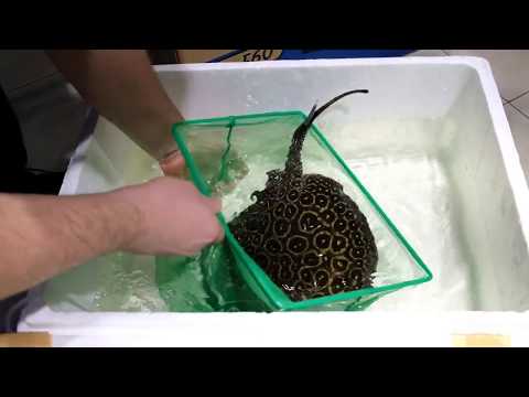 Видео: ПЕРЛЕНИ СКАТОВЕ