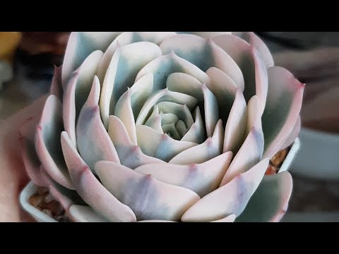 Видео: Обзор моих суккулентов часть 5, и излишки