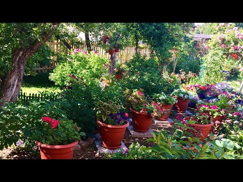 Видео: 😍Райский  садик на 6,5 сотках😍