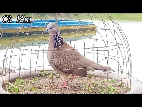 Видео: Привет братья 0334898680