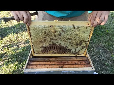 Видео: Мало меда? Или просто пчеловод не доработал