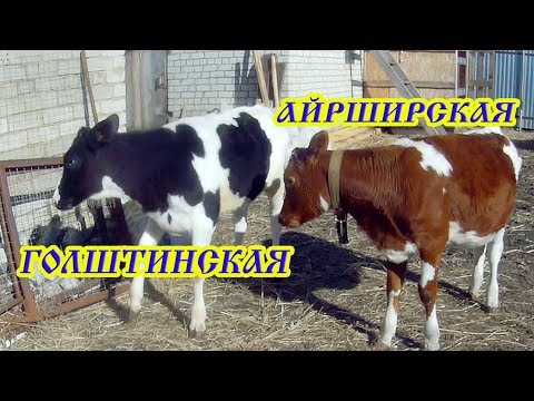 Видео: ПОЧЕМУ КОРОВА ХУДАЯ? ВЕС ТЕЛЯТ В РАЗНОМ ВОЗРАСТЕ.КОРМЛЕНИЕ ТЁЛОЧЕК.ПРОДАЖА БЫЧКА ПАНДЫ.