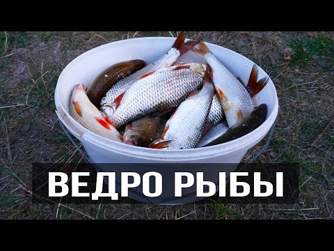 Видео: РЫБАЛКА В ЧЕРКАССАХ | ЛОВЛЯ НА ФИДЕР | ВЕДРО ПЛОТВЫ | ЛОВЛЯ КРУПНОЙ ПЛОТВЫ НА ДНЕПРЕ