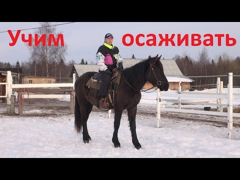Видео: Учим лошадь осаживанию (задний ход)