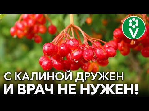 Видео: СУПЕР ПОЛЕЗНАЯ ЯГОДА ДЛЯ ЗДОРОВЬЯ - КАЛИНА КРАСНАЯ! Как правильно заготовить калину на зиму