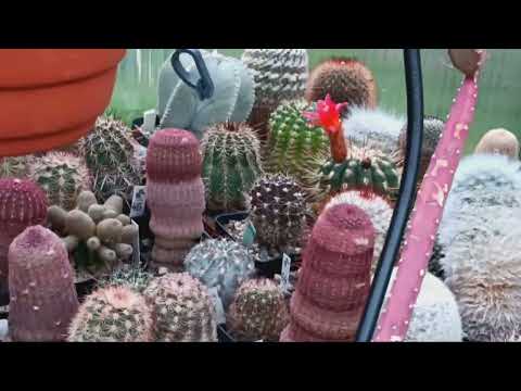 Видео: Что в теплице с кактусами в октябре???