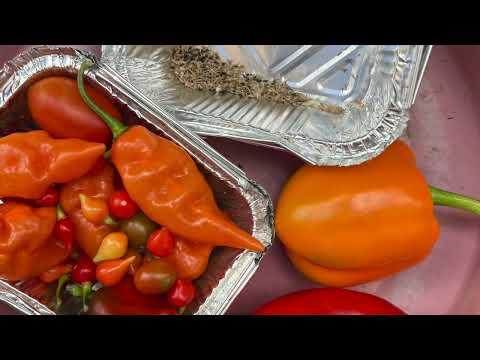 Видео: Урожай! Сбор урожая и ещё больше урожая с моего контейнерного огорода