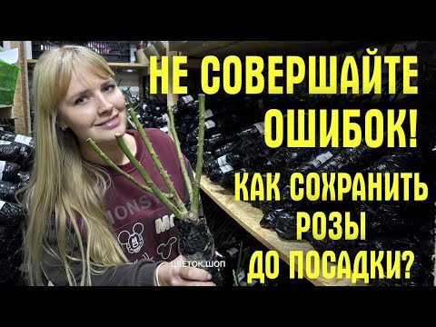 Видео: ИСПРАВЬТЕ ОШИБКИ! Пришли САЖЕНЦЫ РОЗ! Как сохранить, как обрезать и как сажать, чтобы они НЕ ПОГИБЛИ