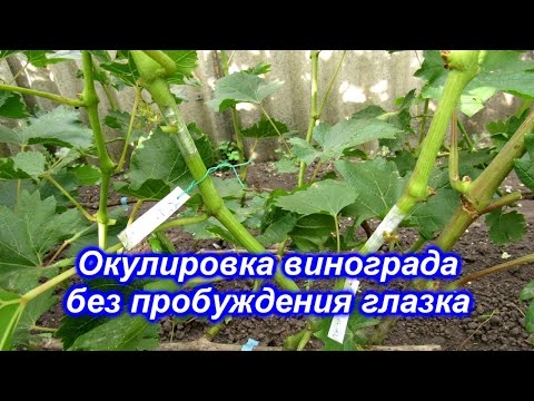 Видео: Окулировка винограда без пробуждения глазка