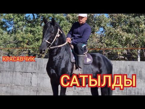 Видео: ЧЫКТЫ САТЫЛДЫ