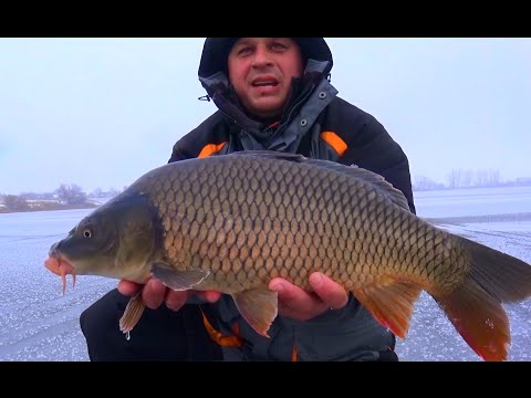 Видео: Попал на клев! Удочки гнёт, крючки ломает! Ловля огромных карпов со льда!