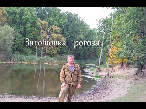 Видео: заготовка рогоза