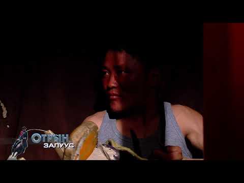 Видео: Адуучин залуус