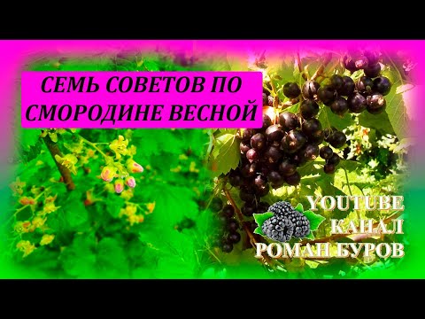 Видео: СЕМЬ советов по СМОРОДИНЕ весной для большого урожая летом Как ухаживать за смородиной #garden