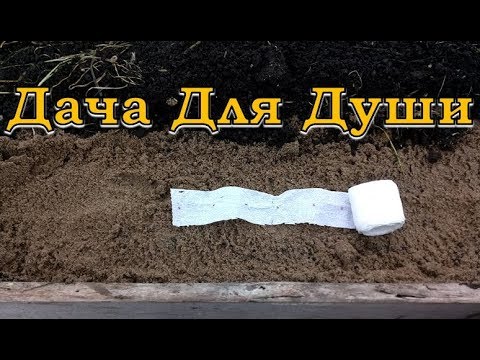 Видео: Сеем МОРКОВЬ в теплицу для раннего урожая!