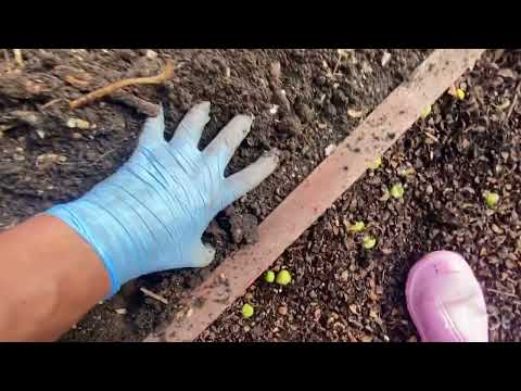 Видео: Урожай картофеля 2023