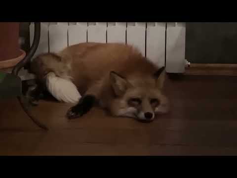 Видео: Ли Сяо / Alice the Fox Лиса Алиса (Лапа дружбы!!)