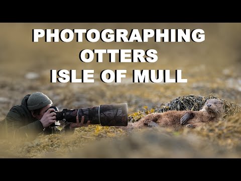 Видео: Лучше не бывает — фотографии дикой природы на острове Малл