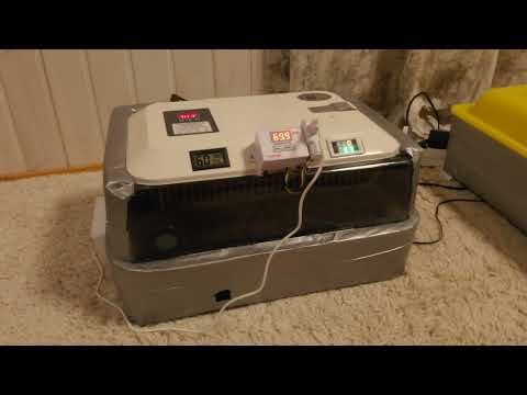 Видео: экспериментирую с китайским инкубатором JANOEL 24.