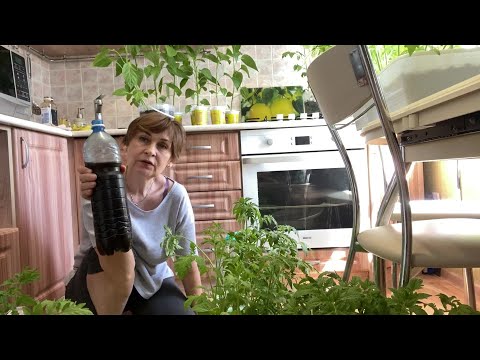 Видео: Огромная рассада. Отвечаю про участок.