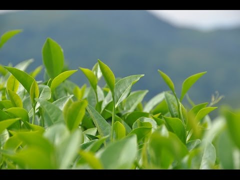 Видео: Как выбрать чай. Критерии качества китайских чаев. www.realchinatea.ru
