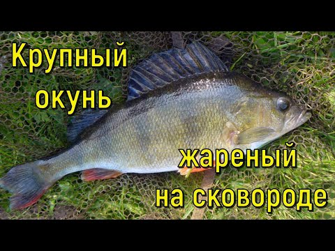 Видео: Крупный окунь жареный на сковороде
