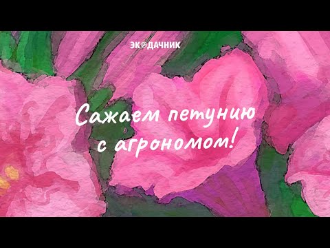 Видео: Посев петунии и дальнейший уход советы агронома