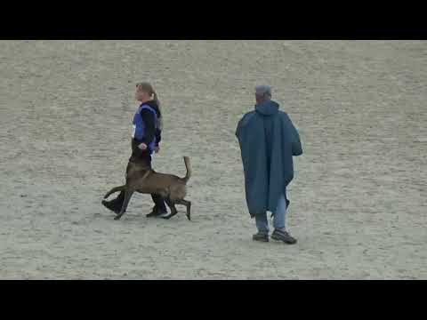 Видео: 2024 IGP CACT Russia 24 Марина Сироткина и Restless Khunde Coul Малинуа В95