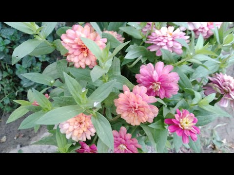 Видео: ХОВЛИНИ  ТАРТИБГА  КЕЛТИРАМИЗ 🪴🪴🌺🌺🍅🍅🫑🫑🫑🌶🌶🍎🍎
