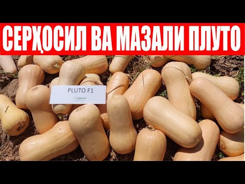 Видео: Энг ОДИЛ ва МУКАММАЛ ХАКАМ танлови ЖУДА ШИРИН таьмли Плуто F1 (Squash Pluto F1-Sakata)