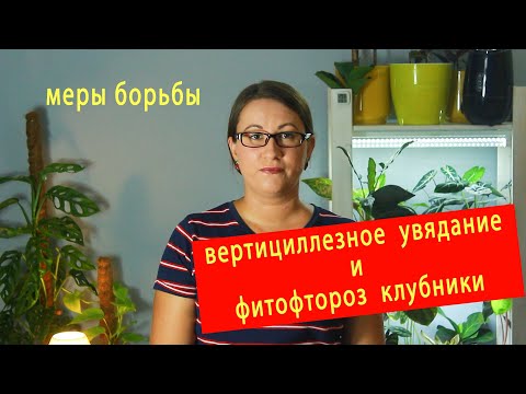 Видео: Вертициллезное увядание и фитофтороз клубники