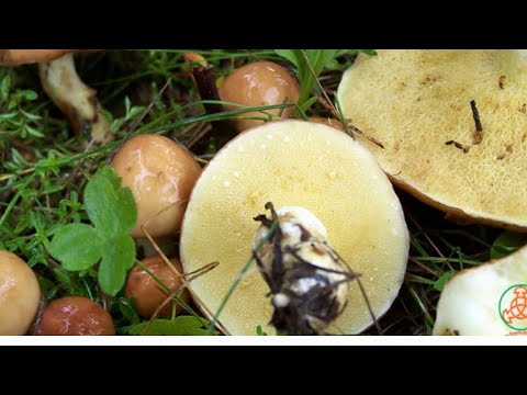 Видео: МАСЛЯТА  ЛЕТНИЕ ,  ЖАРЕНЫЕ  НА  СКОВОРОДЕ. 
