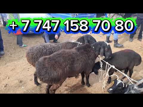 Видео: 10.11.2025.Сарыағаш мал базары.Саулық қойлар,қозылы қойлар,тоқтылар,қошқарлар,қозылар,ешкілер,лақтар