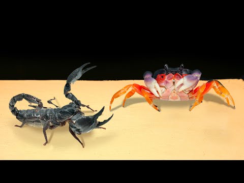 Видео: ЧТО БУДЕТ ЕСЛИ КРАБ И СКОРПИОН УВИДЯТ ДРУГ ДРУГА? ВЕРСУС КРАБА И СКОРПИОНА