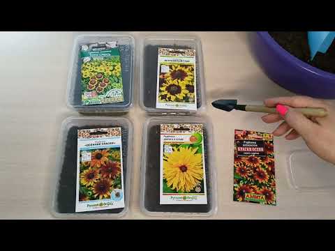 Видео: Посев Рудбекии.Яркое пятно вашего сада.м-н ДАЧА г.Каменск-Уральский 31.03.2024 г.