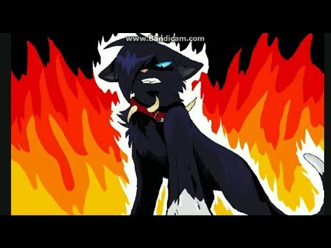 Видео: Коты воители бич "моя игра"