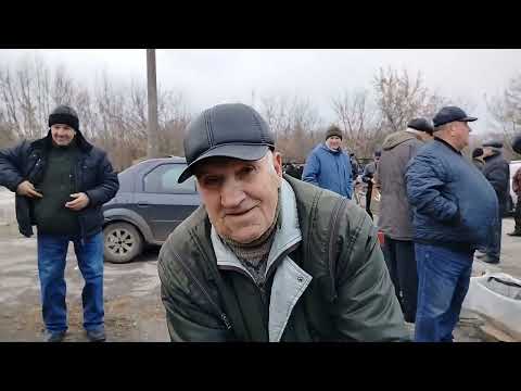 Видео: Ярмарка голубей г.Узловая 09.11.24