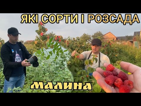 Видео: Вирощування малини. Сорти Які вибрати?