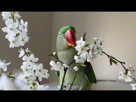 Видео: Какие ветки можно попугаю?🌿 Безопасные деревья и цветущие веточки для попугаев Какие деревья нельзя?