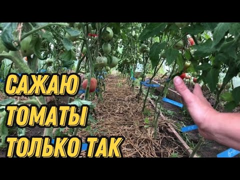 Видео: Плотная посадка томатов в теплице! ПОДРОБНО