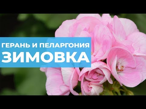 Видео: Как сохранить герань зимой. Зимовка пеларгонии. Особенности ухода