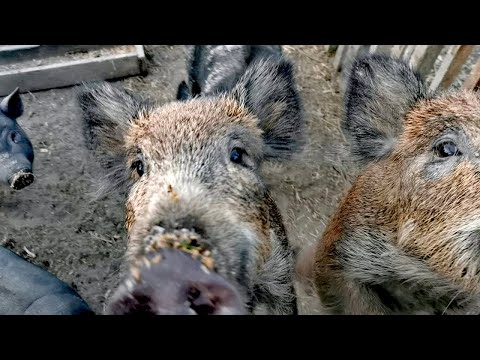 Видео: Полный обзор хозяйства. Секач Фунтик чуть не откусил "хозяйство" взрослому хряку))))
